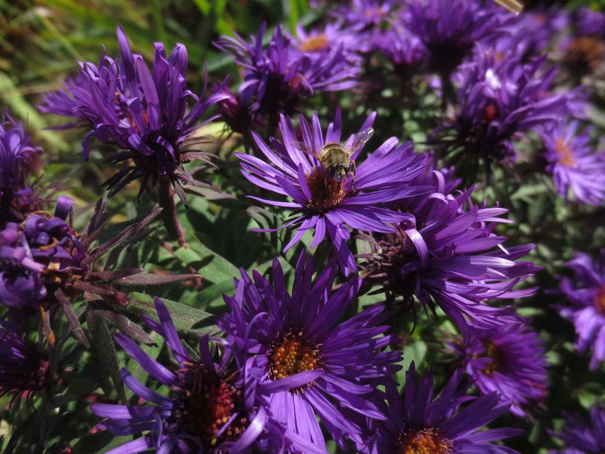Bee and aster Susan Fluegel